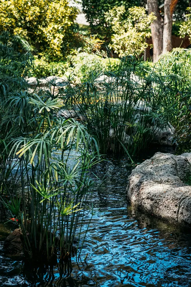 Paysagiste à Eysines — Jardin avec bambou, roseaux et bassin d'eau — Jardin à la Carte