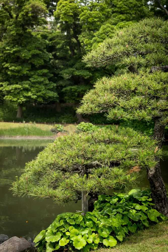 Paysagiste au Haillan — Massif de plantes et de résineux au bord d'un étang — Jardin à la Carte