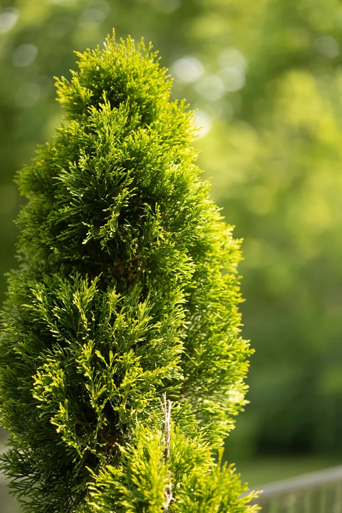 Paysagiste à Saint-Médard-en-Jalles — Gros plan sur une sapinette d'un jardin — Jardin à la Carte