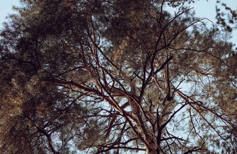 Arbre pin avec branches avant élagage d'hiver - Bordeaux et Gironde - Jardin à la Carte