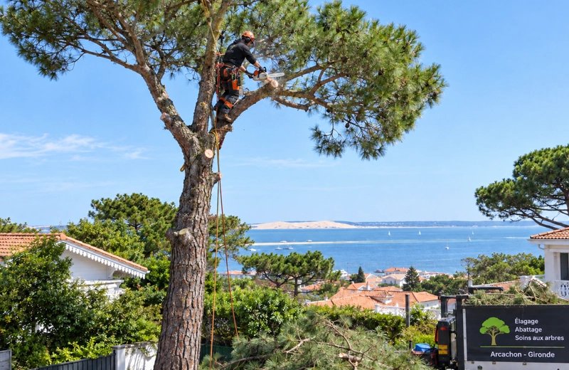 Élagage d'un pin maritime de 10 m par un arboriste grimpeur à Arcachon, Gironde - Jardin à la Carte