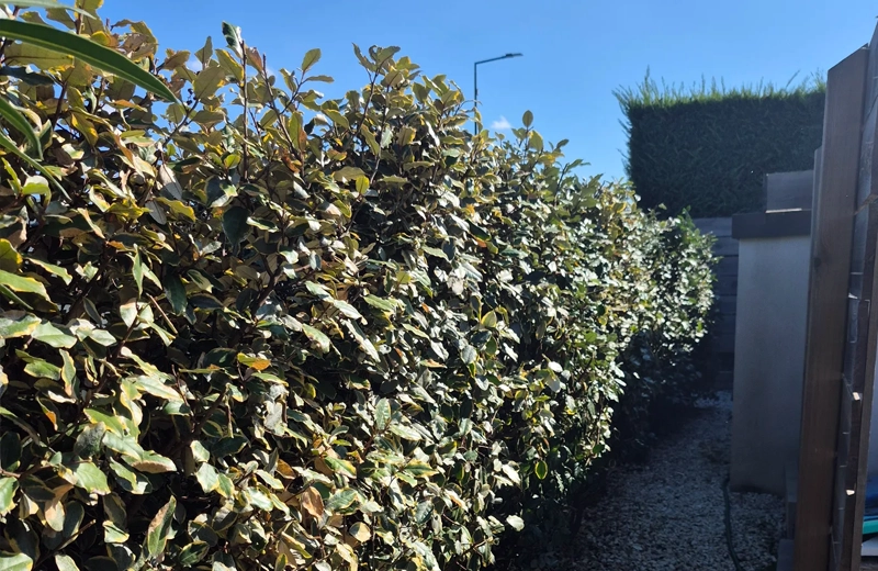Haie de photinia taillée à Bordeaux par un jardinier professionnel - Jardin à la Carte - Paysagiste Mérignac