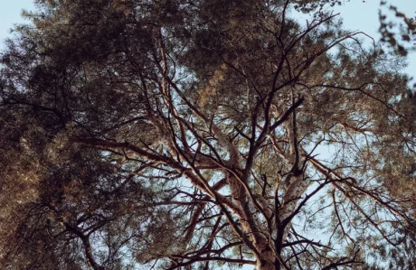 Arbre pin avec branches avant élagage d'hiver - Bordeaux et Gironde - Jardin à la Carte